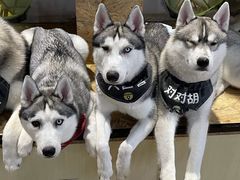 -Husky Go! 哈士奇体验馆·宠物咖啡厅狗咖