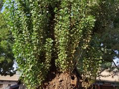 -张掖大佛寺景区