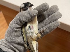 -瑞派·关忠动物医院·异宠专科·犬猫肿瘤·皮肤专科(望京店)