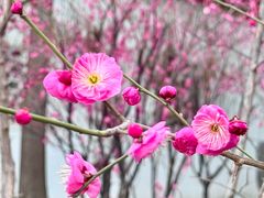 -苏州文庙(姑苏区)