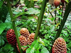 -中国科学院西双版纳热带植物园