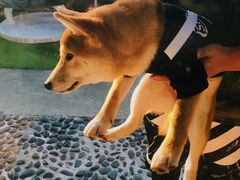 -柴犬高等学院·狗咖·柴犬售卖·宠物训练