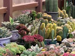 -三圣花乡旅游区