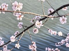 -桃花堤公园