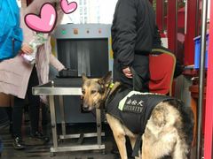 安检犬-东方明珠广播电视塔