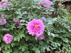 -洛阳市隋唐城遗址植物园