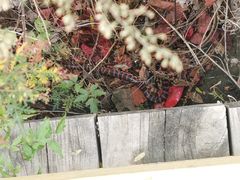 -云岫谷游猎自然风景区