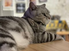 -平行世界·猫咖(首经贸店)