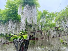 -嘉定紫藤园