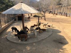 -大连森林动物园