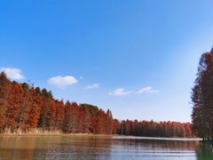 -上海海湾国家森林公园