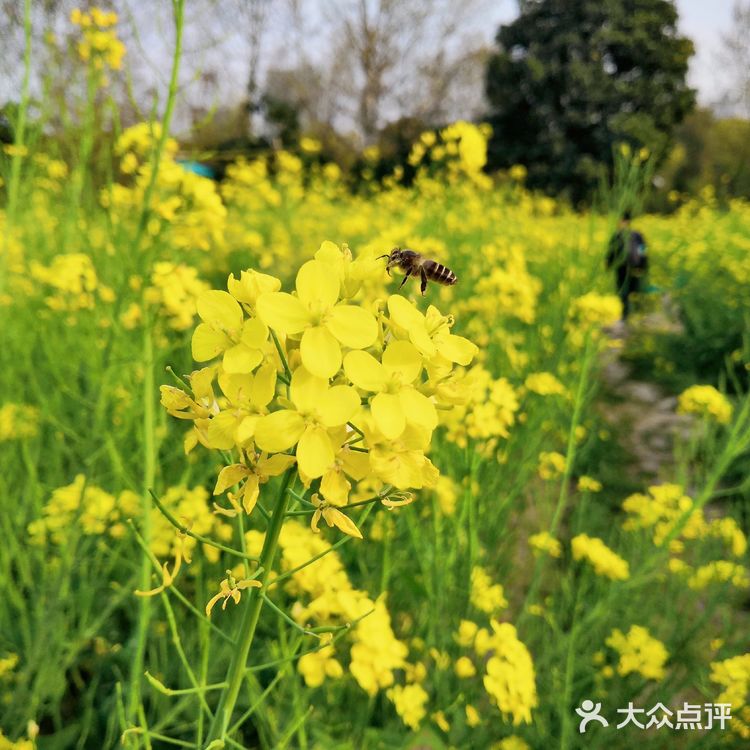 三月里的世纪公园，最喜欢这片油菜花田❤️
