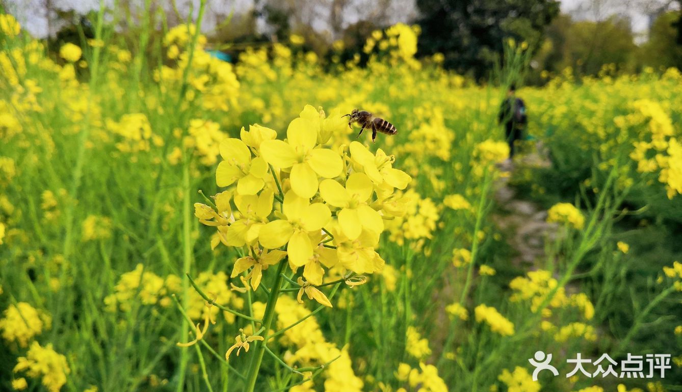 三月里的世纪公园，最喜欢这片油菜花田❤️