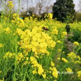 三月里的世纪公园，最喜欢这片油菜花田❤️