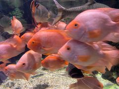 -太平洋海底世界