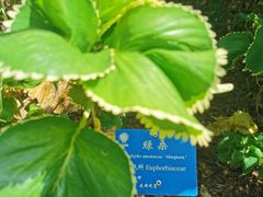 -中国科学院西双版纳热带植物园