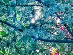 -长白岛森林公园