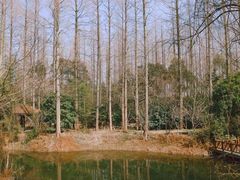 -东平国家森林公园