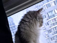 -中农大我爱我爱动物医院·核磁CT·猫病·24小时夜诊中心(石佛营店)