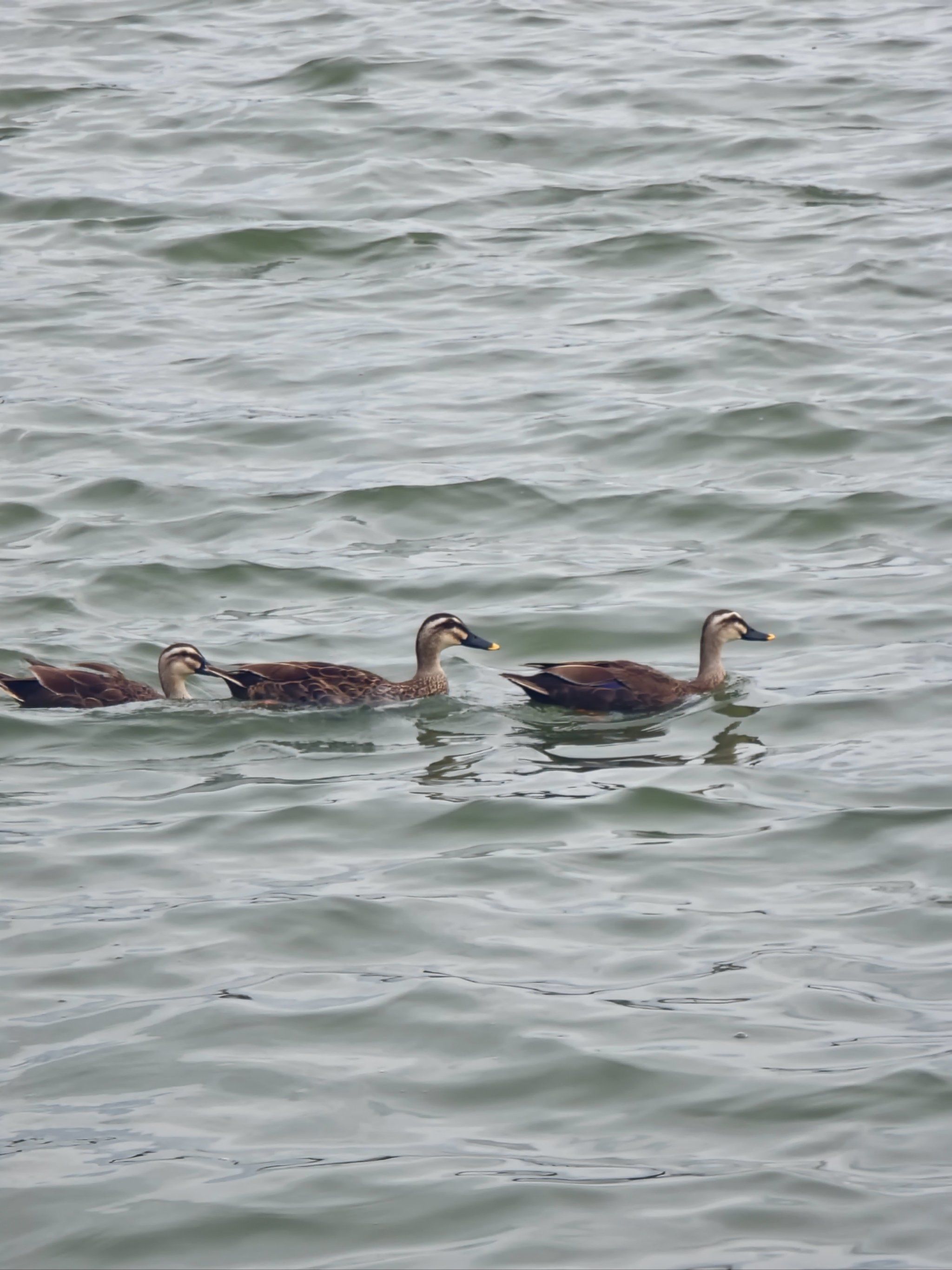 海珠湖鸭子一家