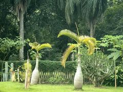 -中国科学院西双版纳热带植物园