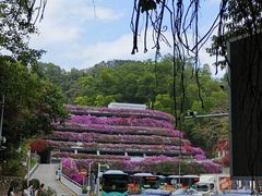 -深圳仙湖植物园