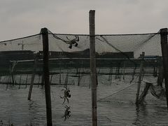 横行霸道的大闸蟹-鼎鲜·蟹农渔水·阳澄湖大闸蟹·农家乐(美人腿店)