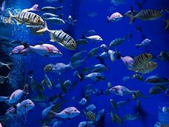 -成都浩海立方海洋公园