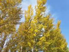 -野鸭湖国家湿地公园