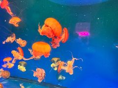 -南昌融创海世界