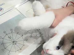 -四月宠物医院·猫专科·心脏专科·内科(转塘店)