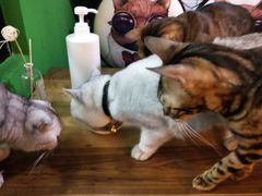 -李小姐の猫咖啡馆(五角场店)