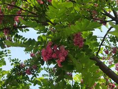 -终南山国家森林公园