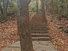 -九曜山