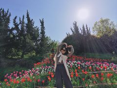 -盛世牡丹苑生态文化旅游区