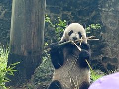 -都江堰中华大熊猫苑