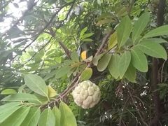 -瓦洛洛传统市场