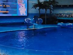 -海合安成都极地海洋公园