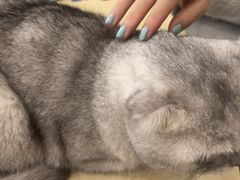 -瑞鹏宠物医院·骨科·猫科·内科(第一中心)