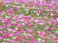 -香蜜公园