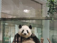 -成都动物园