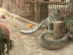 -青藏高原野生动物园