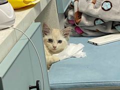 -Bastet sally猫舍购宠(静安店)