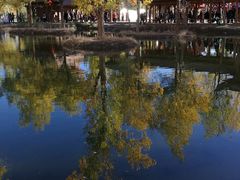 -金塔沙漠胡杨林景区