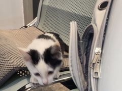-四月宠物医院·猫专科·心脏专科·内科(转塘店)