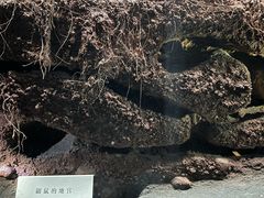 -浙江自然博物院(杭州馆)
