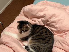 -中农大我爱我爱动物医院·核磁CT·猫病·24小时夜诊中心(石佛营店)