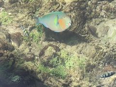 -三亚西岛海洋文化旅游区