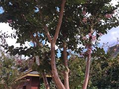 -呀路古热带植物园