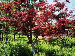 -狼山风景名胜区